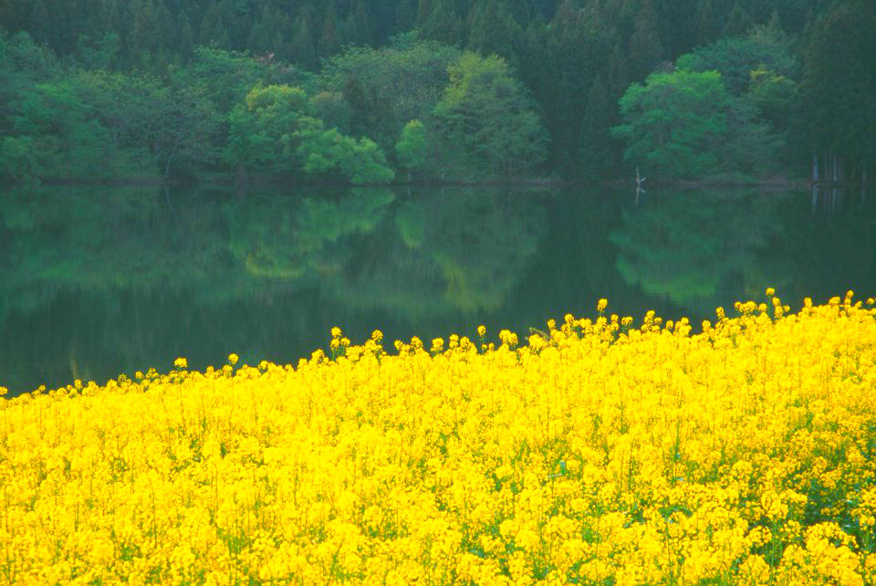 いちめんの花畑に癒やされよう 平日ひとりでじっくり楽しめるフォトジェニックな春スポット 看護師さん向けお役立ち情報