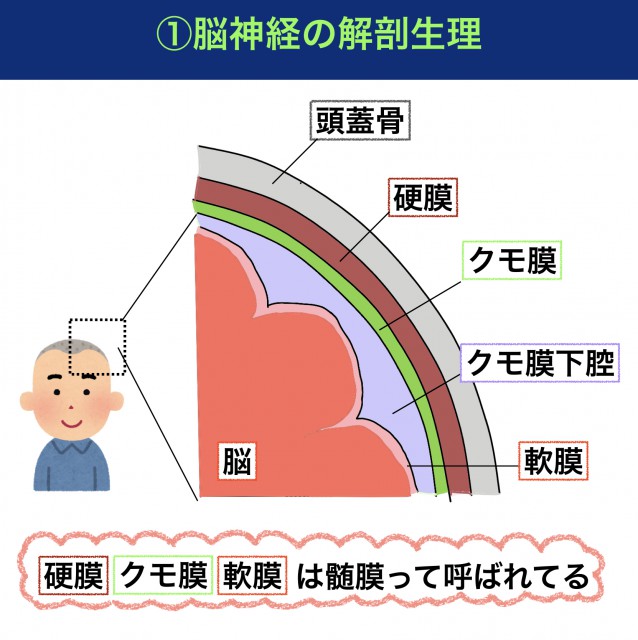 脳神経の解剖生理や国試によく出るくも膜下出血の病態はもう完璧 国試の勉強 脳神経編 メンズ看護学生vol 5 ナースときどき女子