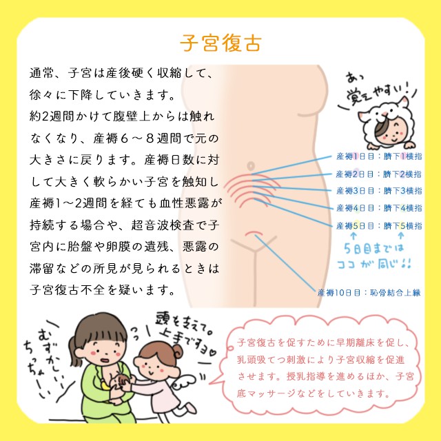 国試にも出る産褥期の看護 バイタル 子宮 乳腺とポイントを押さえていざ復習 コタエンジェルのハテナース解説講座 Vol 6 看護師さん向けお役立ち情報