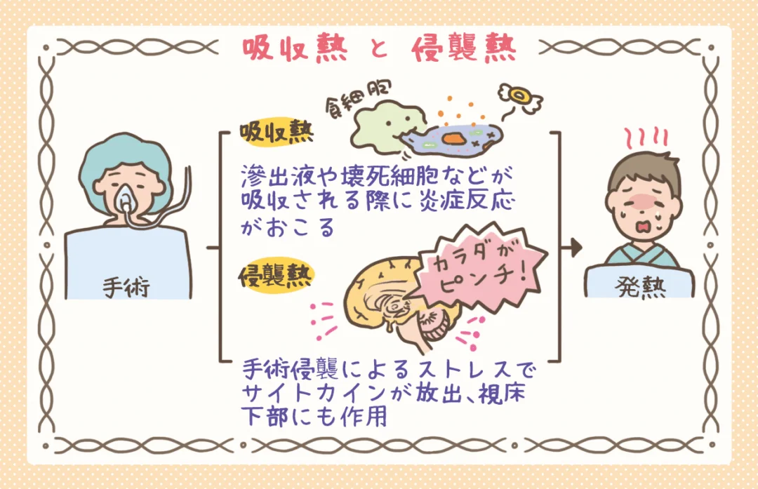 吸収熱と侵襲熱についての図解イラスト