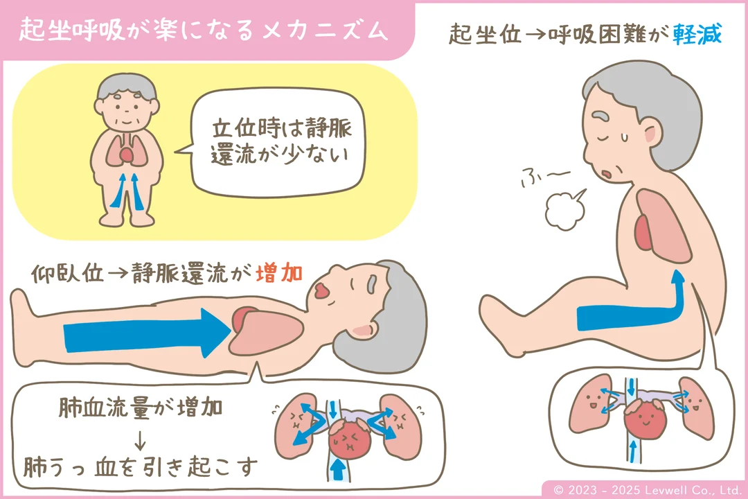 起坐呼吸が楽になるメカニズム