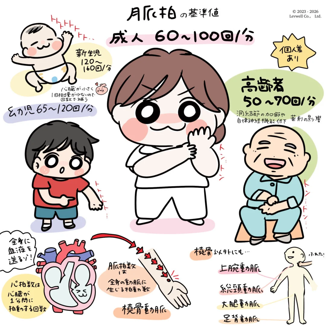 脈拍基準値についてのイラスト